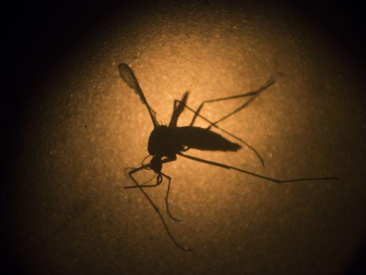 58635900229354287606-AP-BRAZIL-ZIKA-VIRUS-79209400.jpg