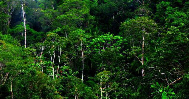 2017, Pengelolaan Hutan di Batam di Bawah KPH Provinsi Kepri