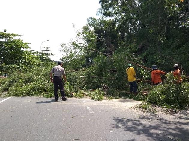 Disperakimtan Tebangi Pohon yang Berisiko Tumbang